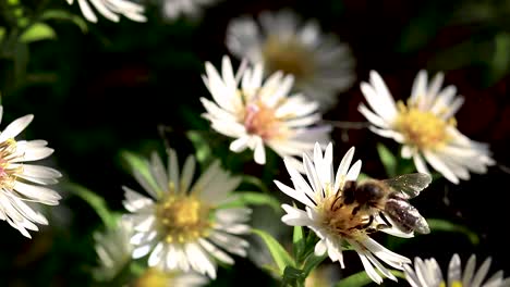 bee on flowers collecting pollen macro closeup-8