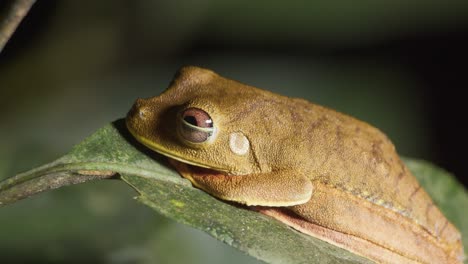 tree frog of osteocephalus genus on tropical rainforest leaf in peru