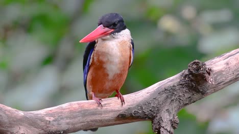 the black-capped kingfisher has a candy-like red bill and a black cap which is found in thailand and other countries in asia