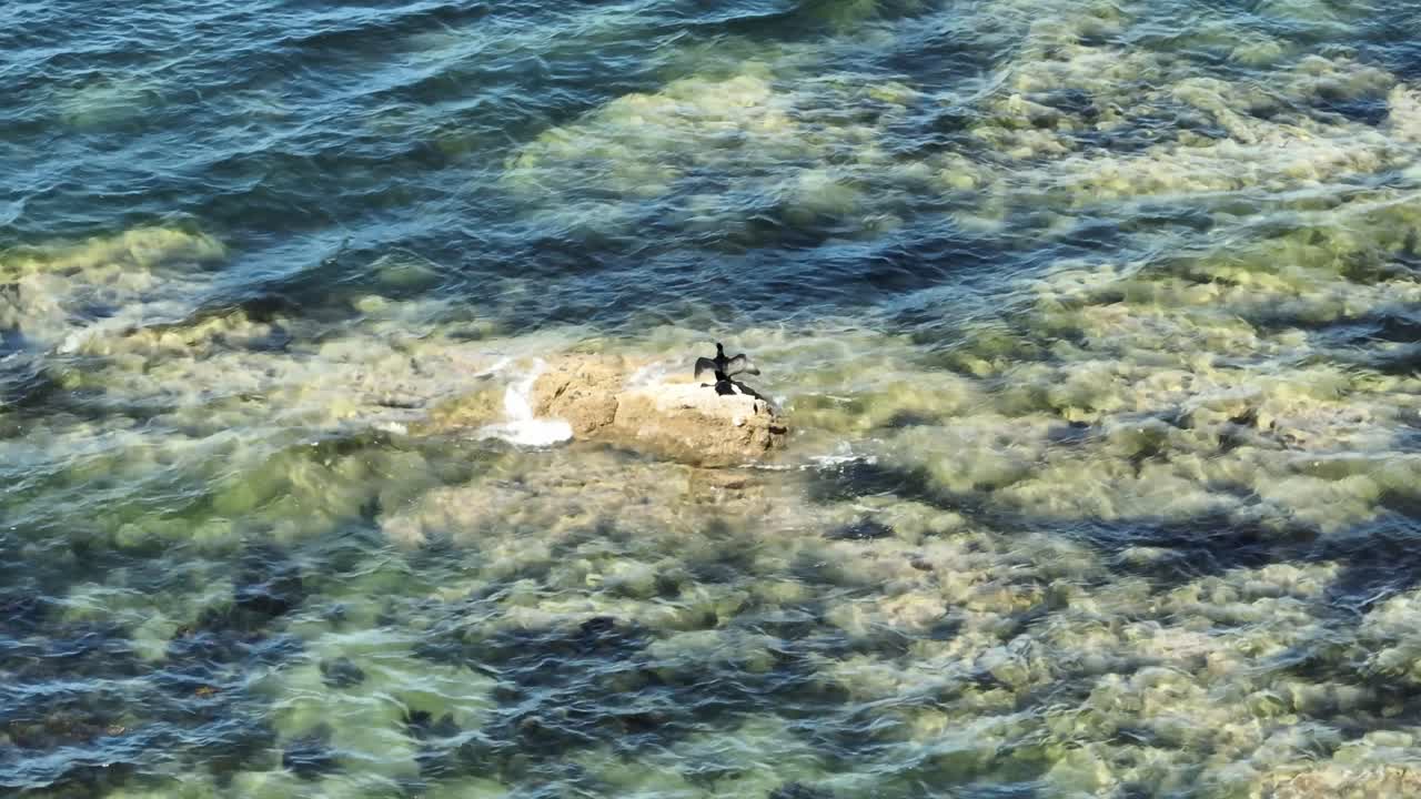Static Shot Of A Phalacrocorax Or Cormorant Standing On A Rock While Spreading And Drying Its Wings