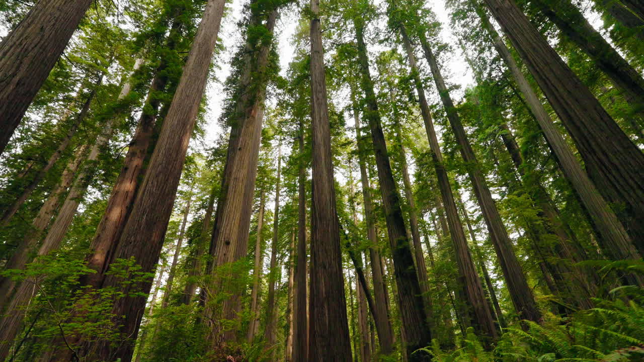 Vagando per i sentieri delle sequoie, circondati da giganti antichi.