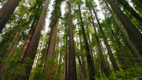 wandering through redwood trails surrounded by ancient giants