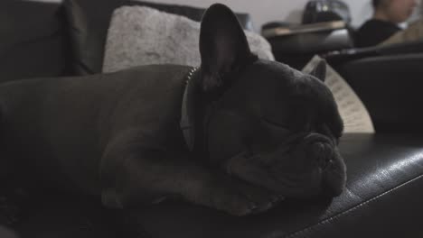 4k sleeping french bulldog gray frenchie asleep on couch