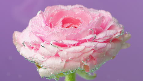 flor de ranúnculo rosa bajo el agua con burbujas