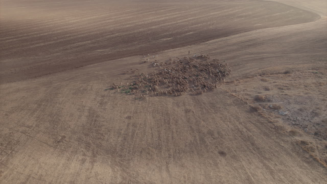 양 들 과 함께 오렌지 색 의 일출 에 있는 목자 의 공중 촬영