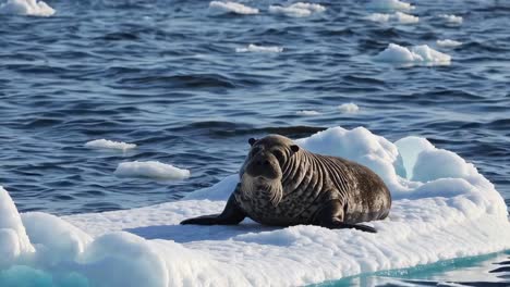 walrus resting on an ice floe