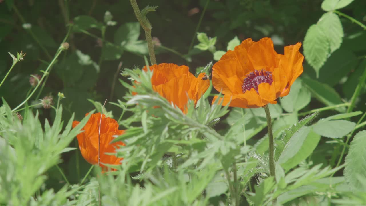 녹색 들판에서 주황색 양귀비 야생화를 찾아다니는 벌들, 느린 동작