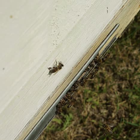 bees on the entrance to the hive during. bees crowding on the entrance to the hive during honey harvest