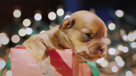 un pequeño cachorro somnoliento en una caja de regalo contra un fondo de luces de guirnalda borrosas