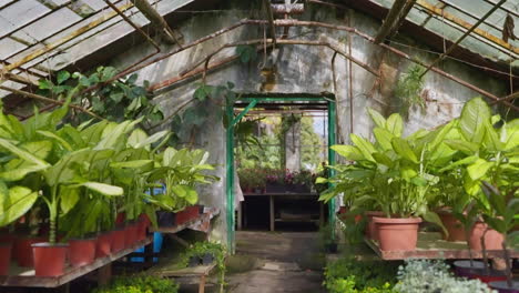 abandoned greenhouse filled with plants