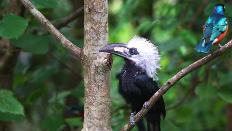 western long-tailed hornbill, horizocerus albocristatus perched on tree branch next to superb starling and spread its wings and fly away together, close up shot