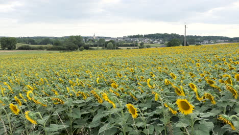 Un-Campo-De-Girasoles-Con-Una-Pequeña-Ciudad-Europea-Francesa-Al-Fondo,-Moviéndose-Con-El-Viento