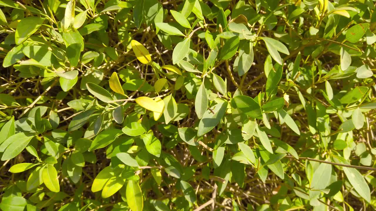 Leaves of bushes and trees moving in the wind, in a public park, a sunny day.