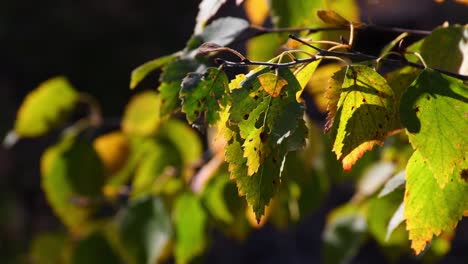 los abedules de otoño son amarillos y esperan el invierno