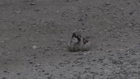 a male house sparrow, passer domesticus, dust bathing on path