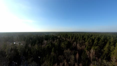 slow aerial view of an endless spruce forest and clear blue sky during winter season, poland