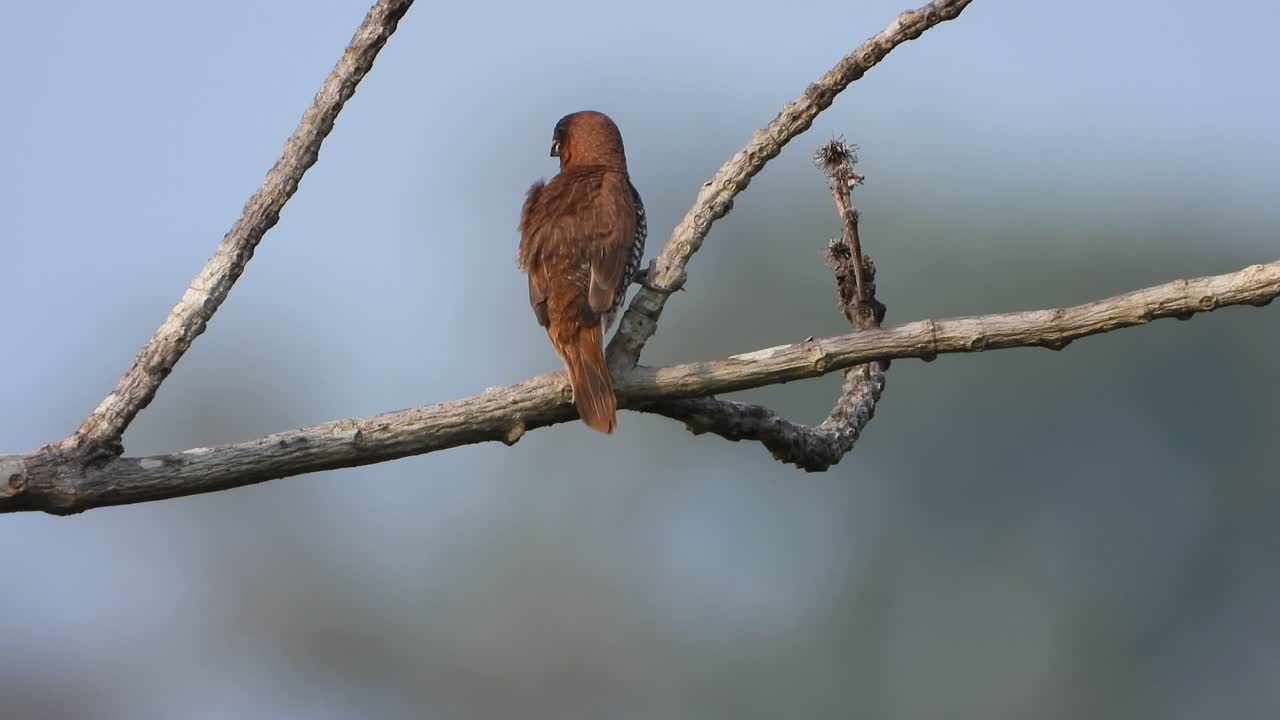 munia de pecho escamoso en el árbol