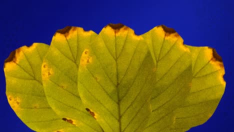 animación de hojas amarillas de otoño sobre fondo azul
