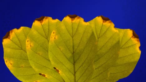 animation von gelben herbstblättern auf blauem hintergrund