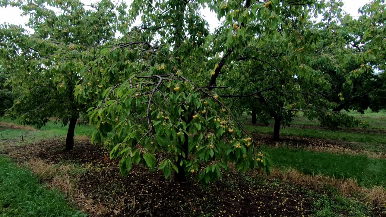cerezo marrasquino que crece verde con muchas frutas maduras en una granja orgánica en traverse city, condado de leelanau, michigan, estados unidos - plano medio, estático