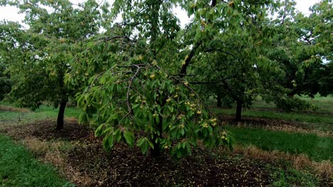 Cerezo-Marrasquino-Que-Crece-Verde-Con-Muchas-Frutas-Maduras-En-Una-Granja-Orgánica-En-Traverse-City,-Condado-De-Leelanau,-Michigan,-Estados-Unidos---Plano-Medio,-Estático