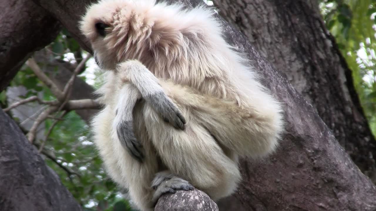 un gibón de manos blancas se sienta en un árbol