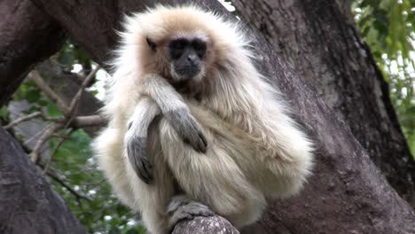 a white handed gibbon sits in a tree