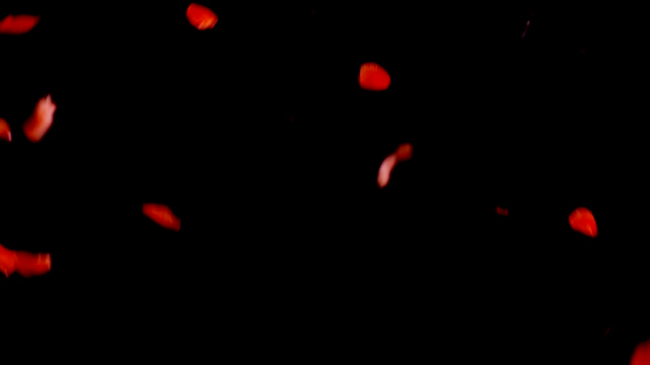 장미 꽃잎이 떨어지는 것