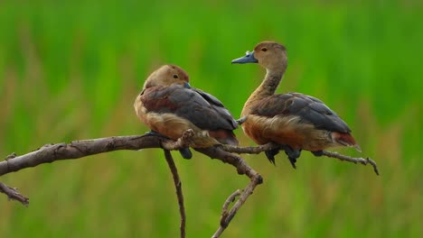 whistling duck sleeping on tree .