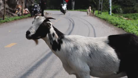 una cabra camina por una carretera, los vehículos pasan.