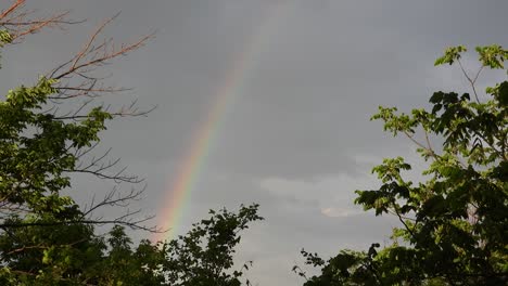 view of the rainbow behind trees