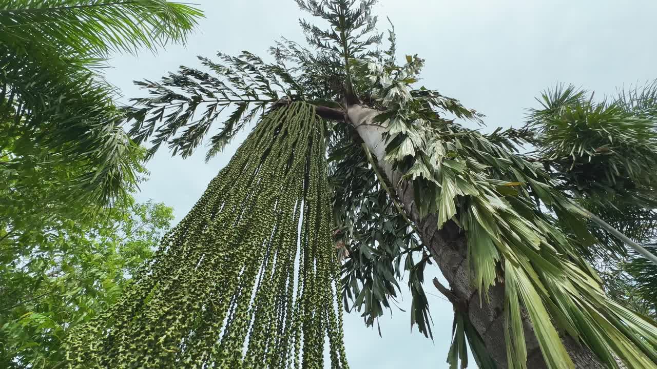 low angle shot of Caryota urens palm, it's a species of flowering plant in the palm family