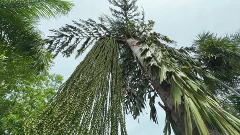 low angle shot of caryota urens palm, it's a species of flowering plant in the palm family