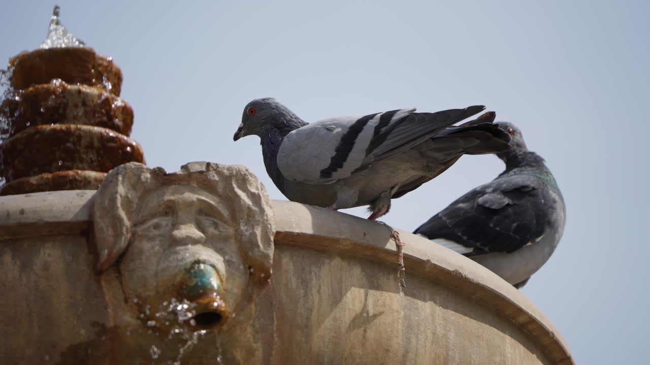 palomas en una fuente