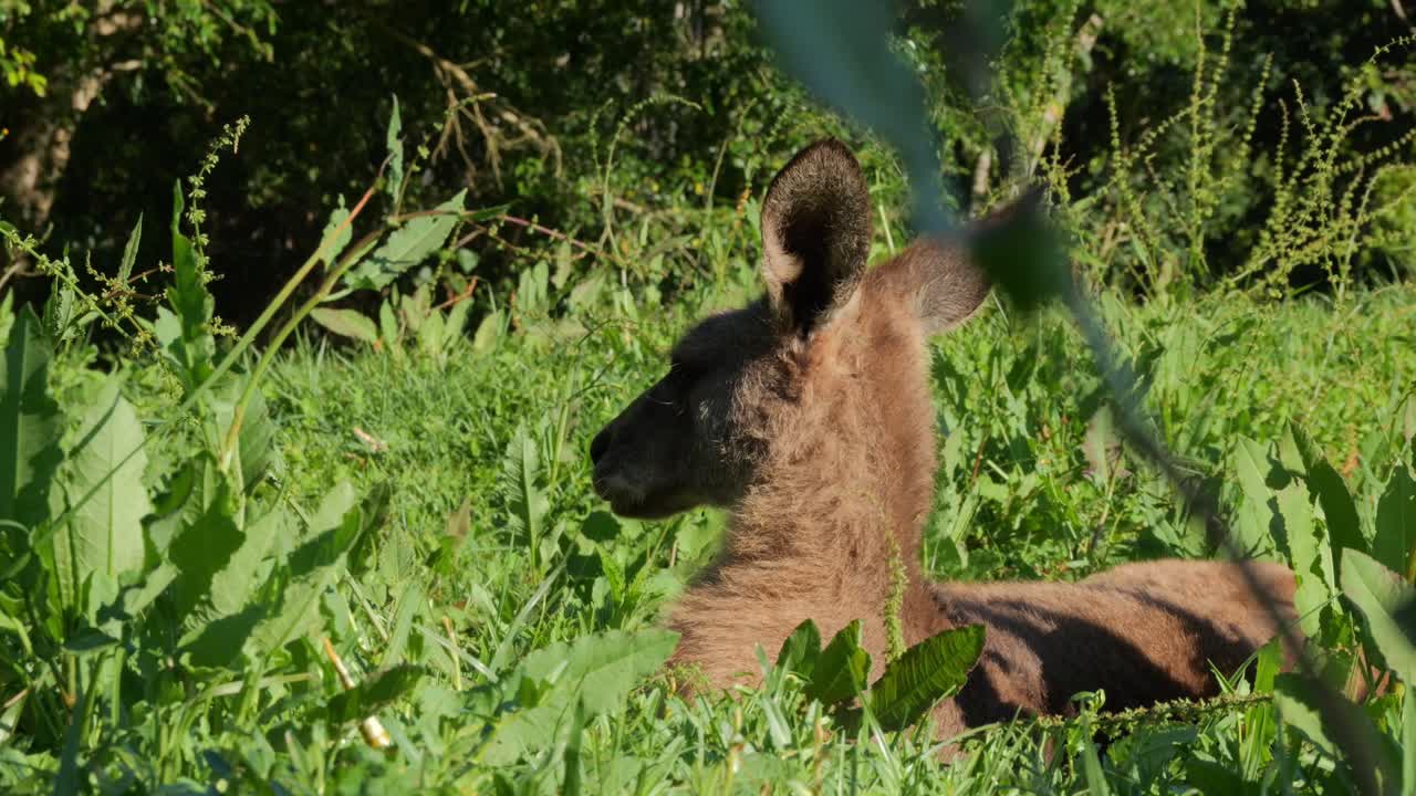 Eastern Grey Kangaroo Resting On Grass Looking Away From Camera