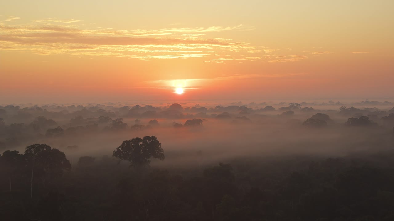 Early morning Pan over the rain forest with sun and flying birds