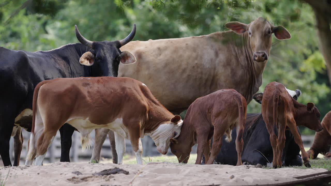 Group of cows and calves standing and lying on sandy ground, interacting with each other in a relaxed farm setting, with a blurred natural background