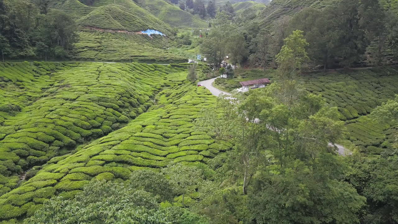 4K DRONE FOOTAGE CAMERON HIGHLANDS TEA PLANTATION