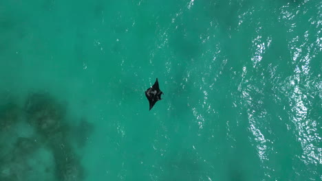 large manta ray in clear tropical waters - straight down aerial view