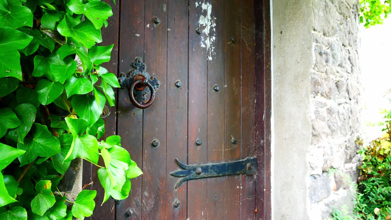 무거운 오래 된 목조 중세 문 입구 소박한 화려한 금속 장식 덮여 아이비 단풍 근접 촬영