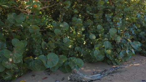 Plantas-De-Uva-De-Mar-En-El-Paisaje-Rural