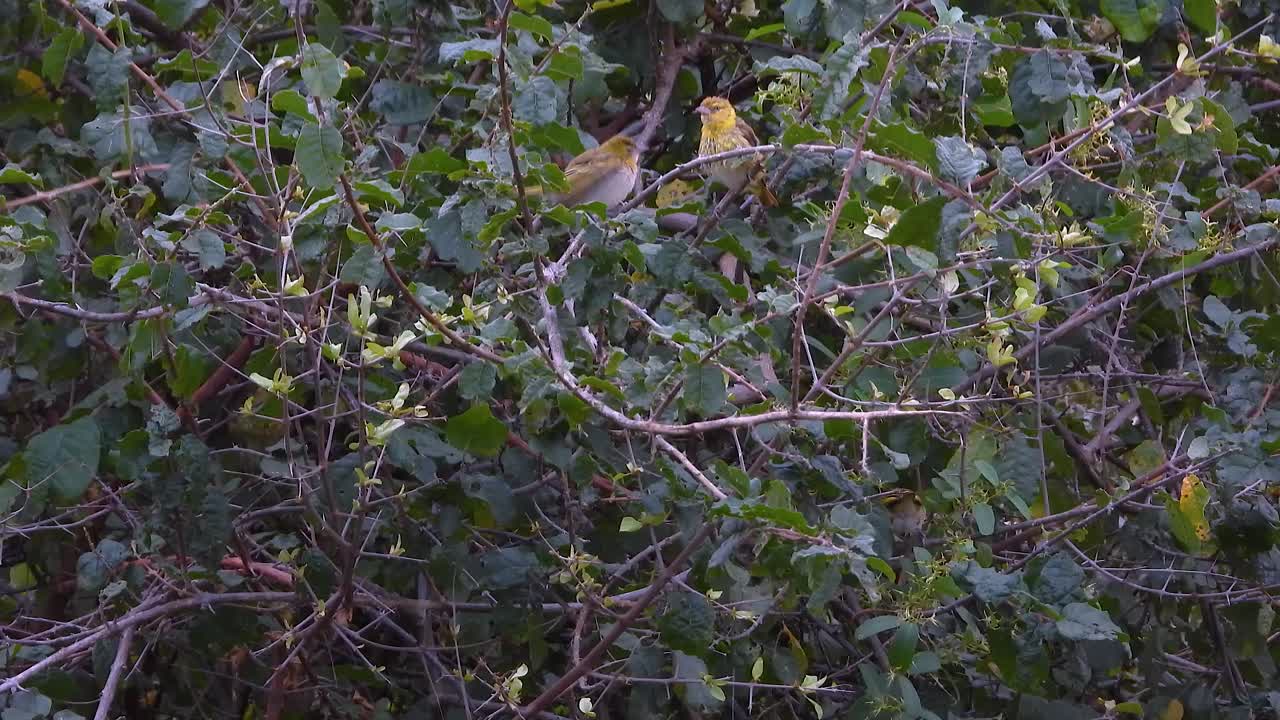 Village weavers in a tree during the day at Kruger National Park in Limpopo and Mpumalanga in northeastern South Africa, static shot