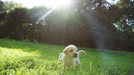 Cute-small-labrador-puppy-running-on-green-grass-in-the-park-and-another-one-following-it