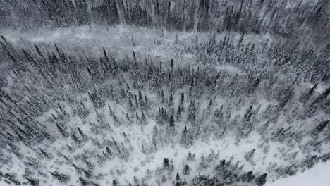 Aerial-view-of-river-and-trees-moves-to-reveal-Alaskan-Mountains
