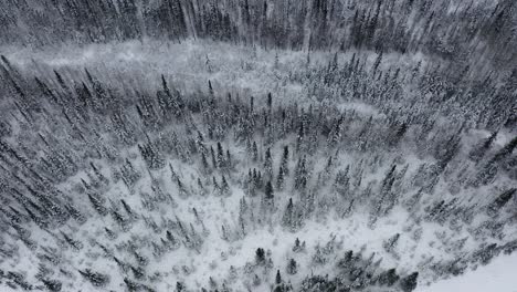 vista aérea del río y los árboles se mueve para revelar las montañas de alaska