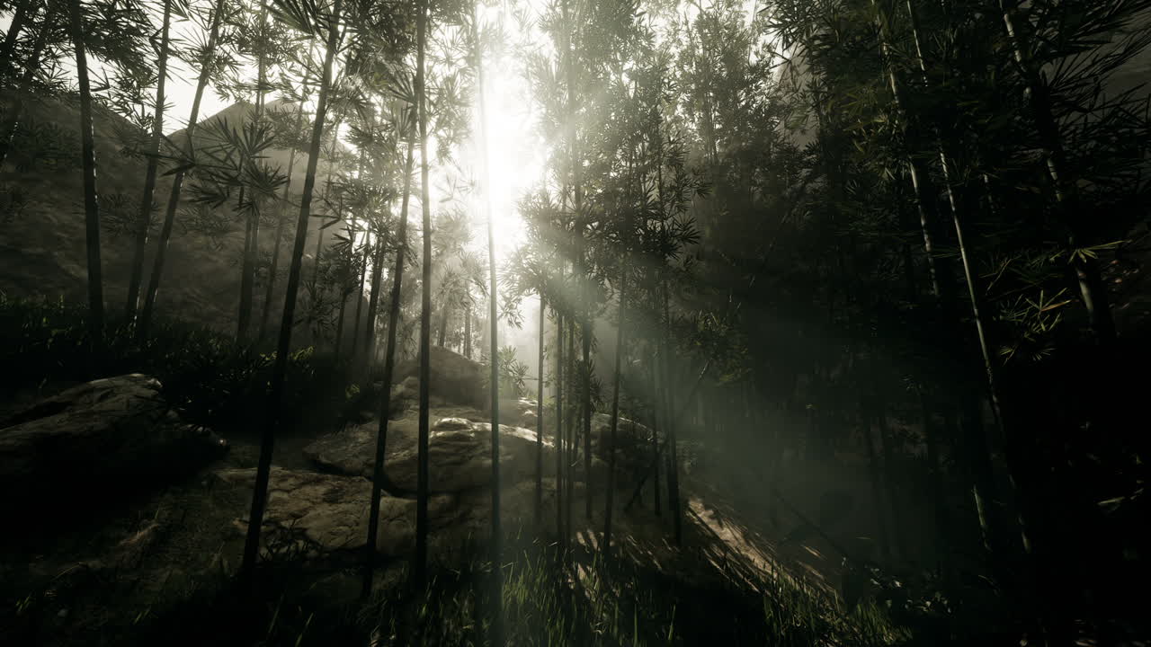 Rays of light shining through a tranquil forest during early morning hours