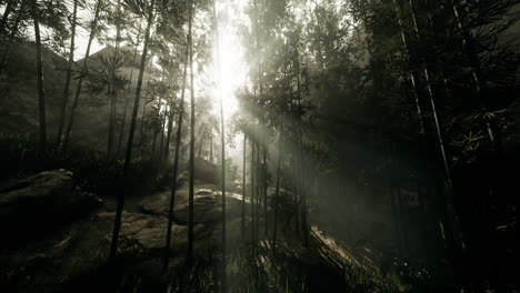 rays of light shining through a tranquil forest during early morning hours