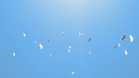 abstract flock birds flying on crane in flight outdoor and sky spring background group of seagilles