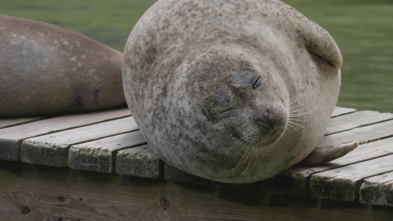 Harbor seal resting peacefully on a wooden pier in Goteborg Sweden