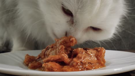cat eats cat food
